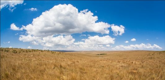cerrado-habita-animais-em-risco-de-extincao-2