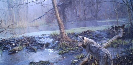 chernobyl-2