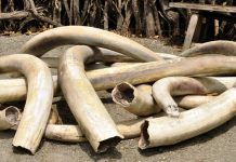 China vai proibir o comércio de marfim até o fim de 2017