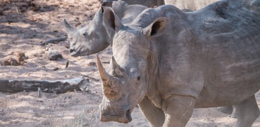 cientistas-tentam-salvar-rinoceronte-branco-do-norte-da-extincao-2