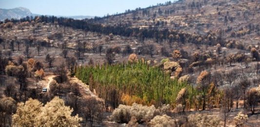 cipestre-incendio-2