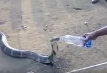 Morrendo de sede, cobra venenosa pede ajuda a indianos