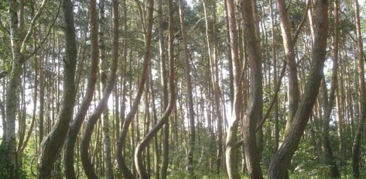 crooked-forest-2