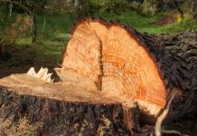 Brasil é recordista mundial em derrubada de árvores