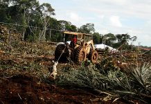 Meio ambiente e sociedade: A influência da ação do Homem na natureza no chamado período antropoceno