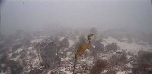 dragao-vermelho-e-registrado-em-video-pela-primeira-vez-2