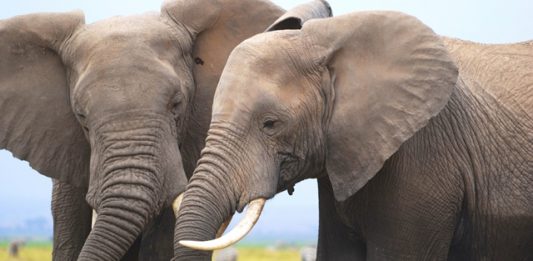 elefantes-4