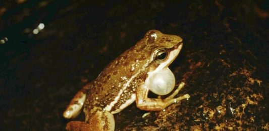 especie-ra-2
