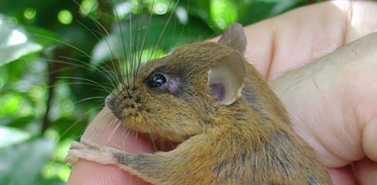 especies-animais-foram-descobertas-nas-filipinas-2