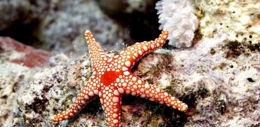 estrelas-do-mar-se-desintegrando-2