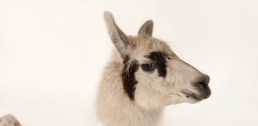 estudio-fotografa-especies-animais-antes-que-sejam-extintas-2