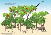 Extinção de grandes animais é ameaça para o clima, aponta estudo