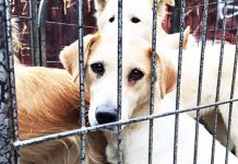 Carne de cachorro embala festival na China e gera protestos