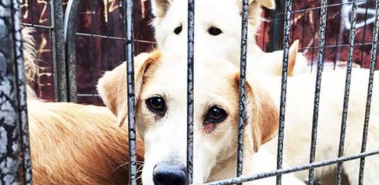 festival-de-carne-de-cachorro-em-yulin-na-china-2