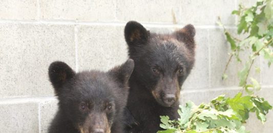 filhotes-urso-2