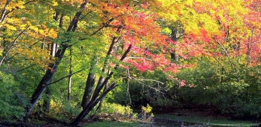 floresta-2