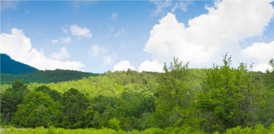 floresta-vazia-2
