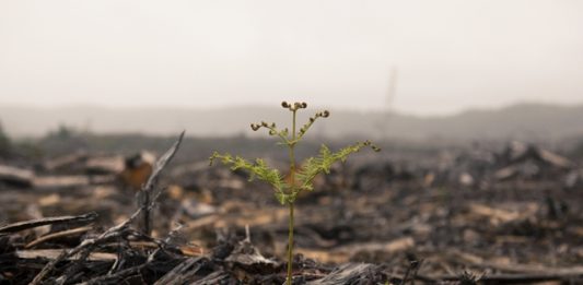 florestas-secundarias-2