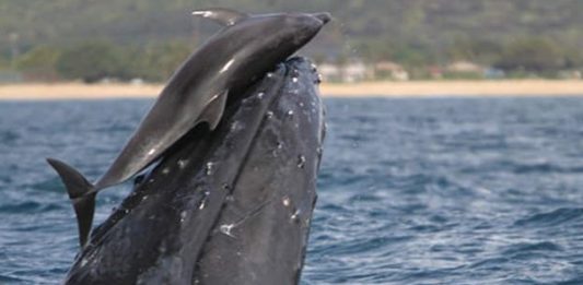 golfinho-baleia-2