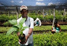 A agricultura de subsistência no Brasil