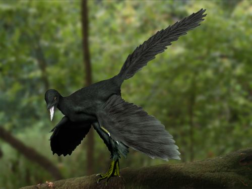 Conheça o Archaeopteryx: o elo perdido entre aves e répteis