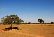 Vídeo mostra por que o cerrado é o bioma mais incrível do planeta