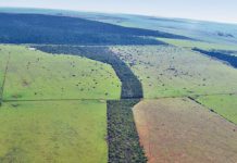 O que é corredor ecológico e a sua importância para a conservação ambiental?