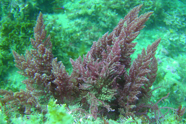 Do sistema imunológico à digestão: os benefícios para a saúde de 7 tipos de  alga marinha