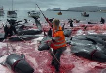 A terrível matança de baleias nas Ilhas Faroé