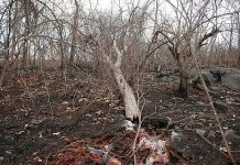 O desmatamento no Brasil