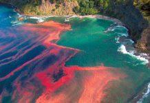 Fenômenos naturais: saiba o que é a maré vermelha