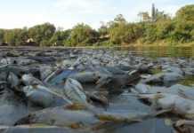 Baixo nível do Rio Piracicaba provoca morte de milhares de peixes