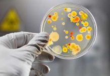 A importância dos micro-organismos no meio ambiente