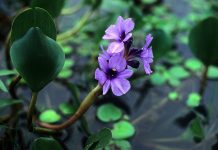 Conheça a gigoga e seu papel no meio ambiente aquático