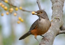 Sabiá-Laranjeira: Saiba mais sobre o animal símbolo do Brasil