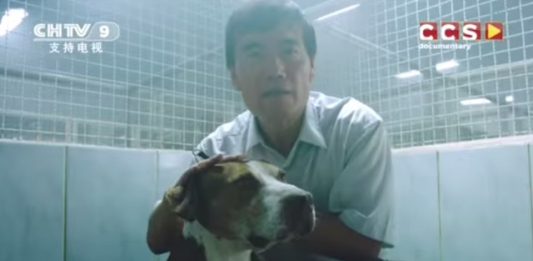 importar-cachorros-2