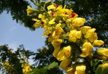 Inventário online vai catalogar mais de um milhão de plantas