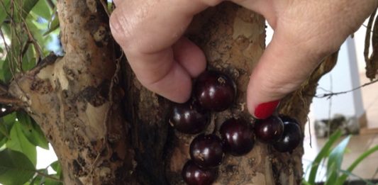 jabuticaba-2