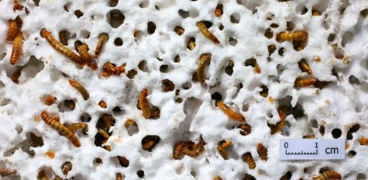 larva-plastico-2