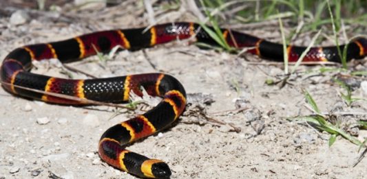 livro-de-guia-ilustrado-sobre-as-serpentes-do-cerrado-2