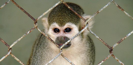 macaco-1