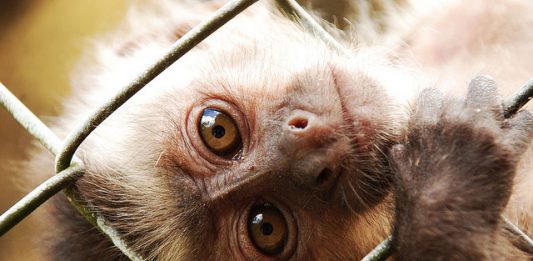 macaco1