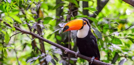 mais-de-1100-especies-animais-habitam-em-sao-paulo-2
