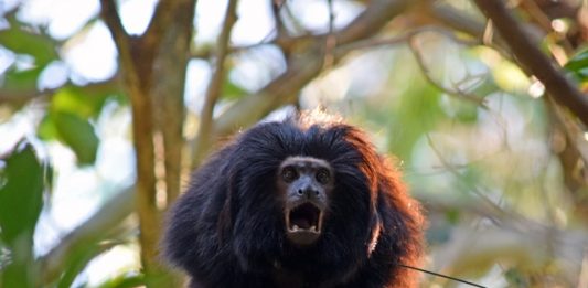 mais-de-1100-especies-deixam-lista-de-animais-em-risco-de-extincao-2