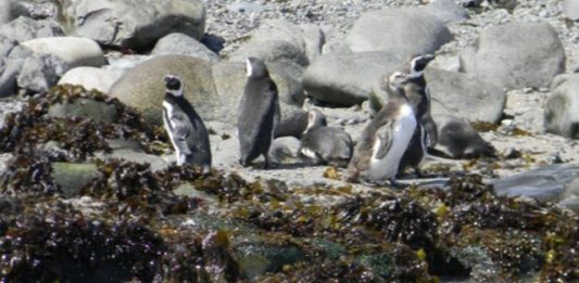 massacre-pinguins-2
