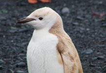 Pesquisadores encontram pinguim loiro na Antártida