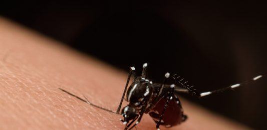 mayaro-aedes-aegypti-2
