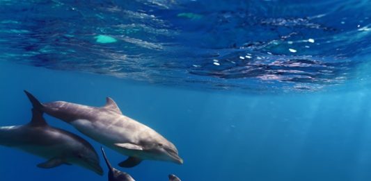 mexico-usara-golfinhos-para-salvar-boto-da-extincao-2