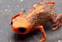 Descoberta nova espécie de minissapo no Brasil