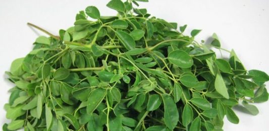 moringa-2